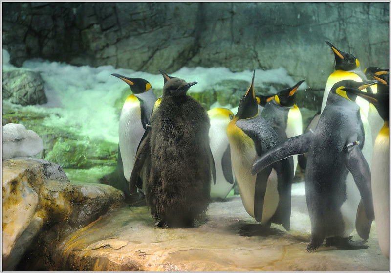 17 大阪海遊館 國王企鵝
