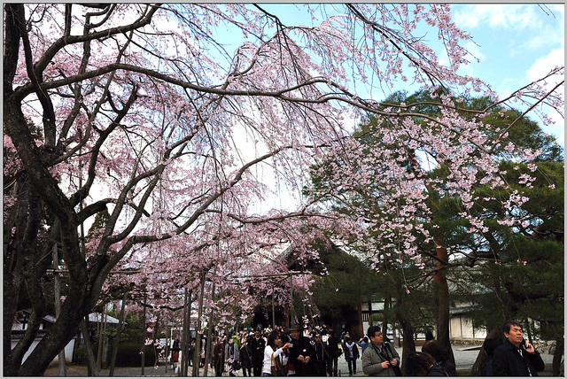 38 醍醐寺 三寶院 櫻花