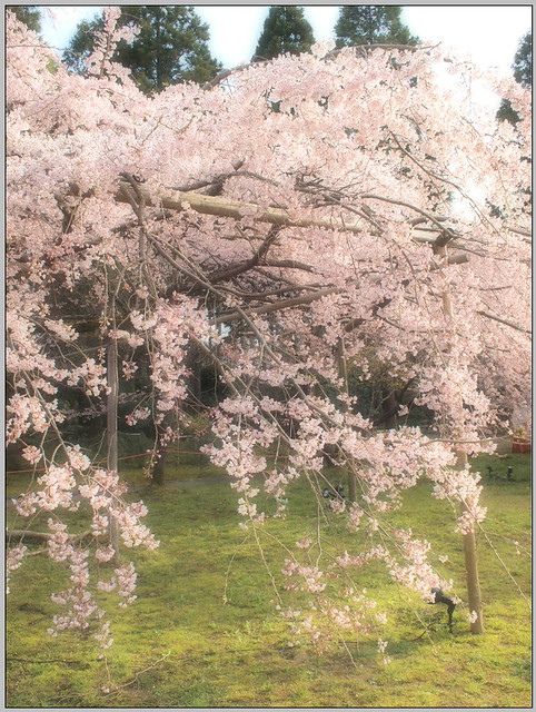 46 醍醐寺 憲深林苑