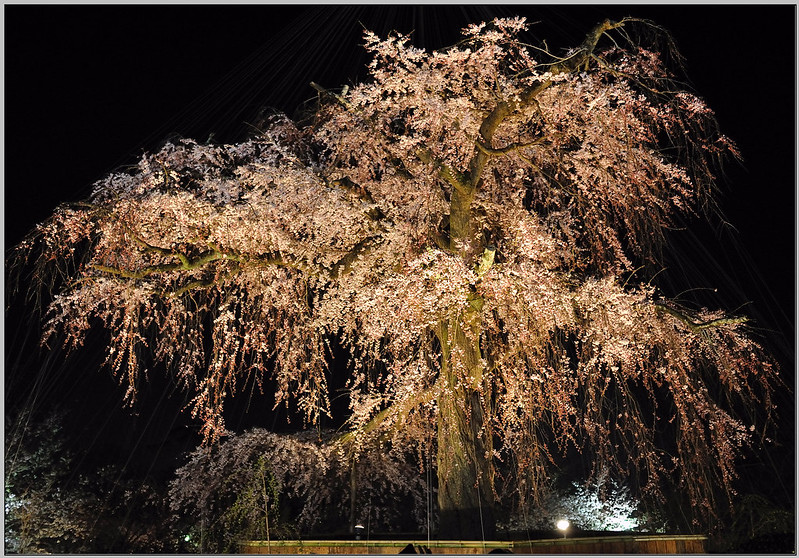 84 京都 圓山公園 枝垂櫻