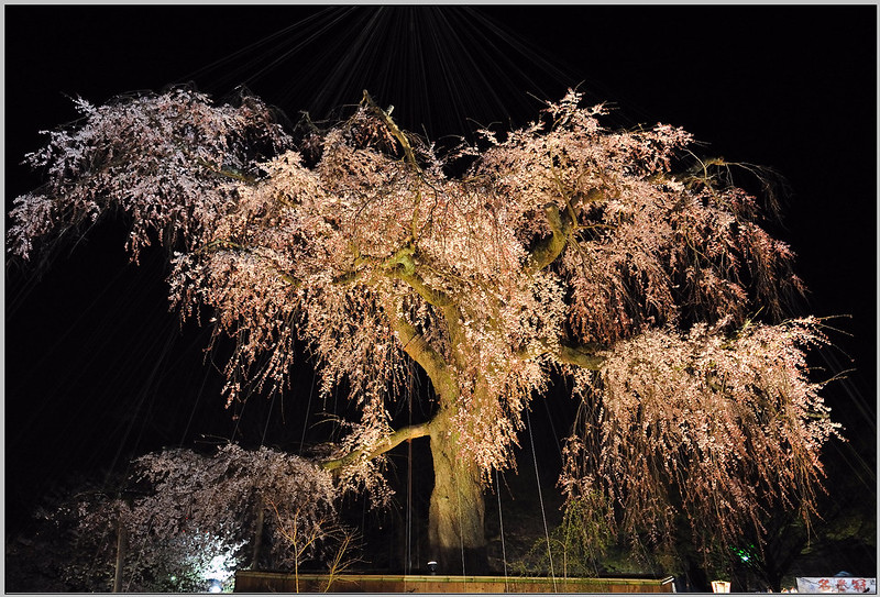 25 京都 圓山公園 枝垂櫻