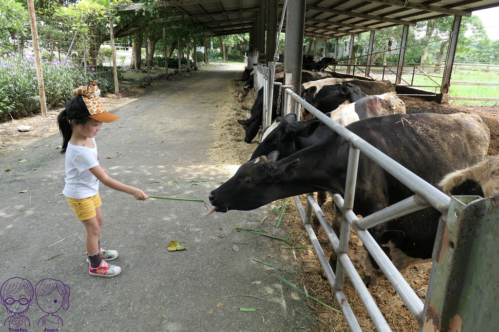 17 瑞穗牧場 餵牛吃草.jpg