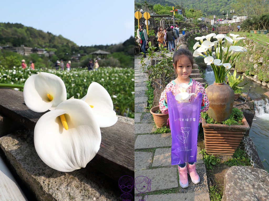 0 小瀑布海芋園.jpg