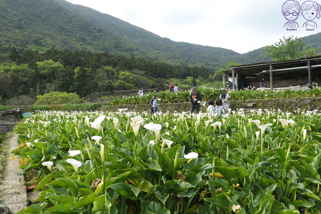 22 小瀑布海芋園.jpg