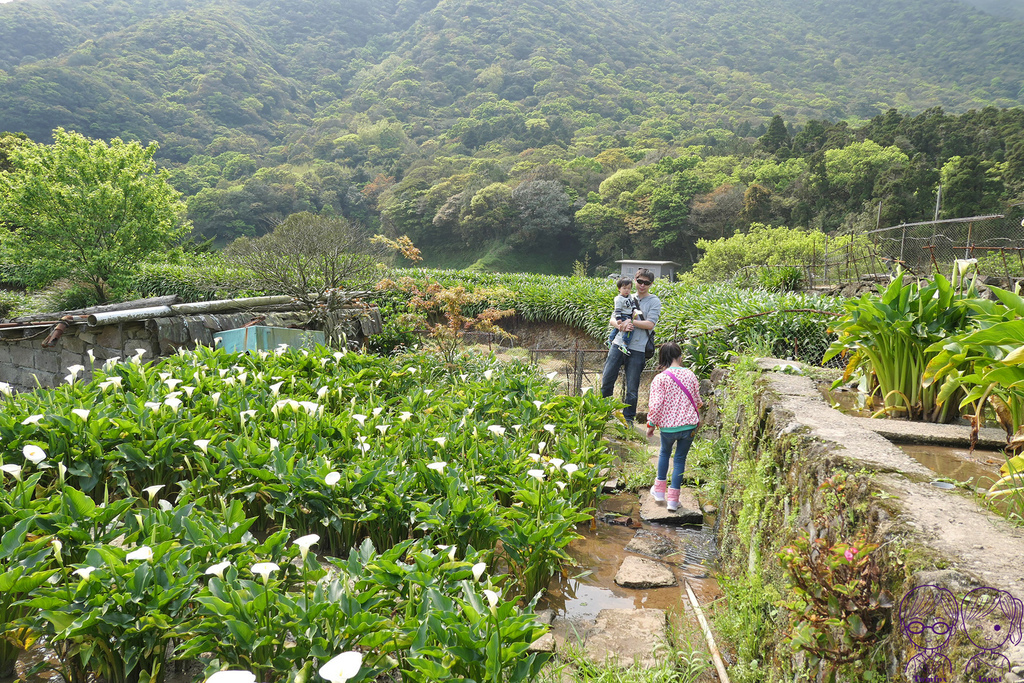 25 小瀑布海芋園 梯田式.jpg