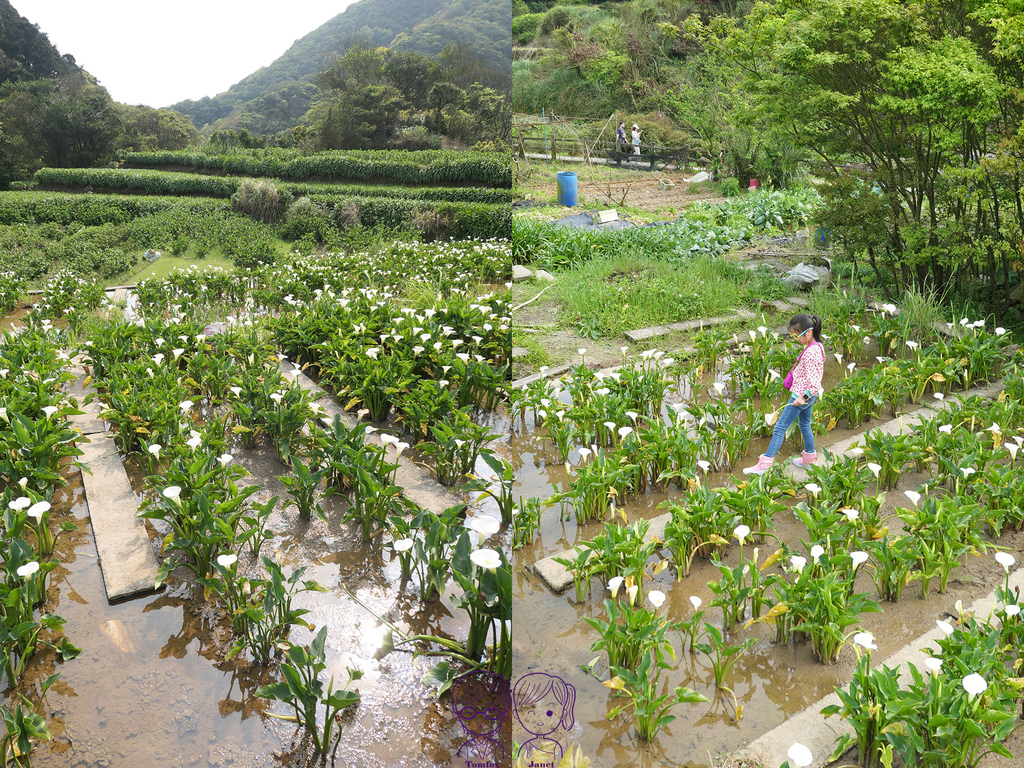 29 小瀑布海芋園 石板.jpg