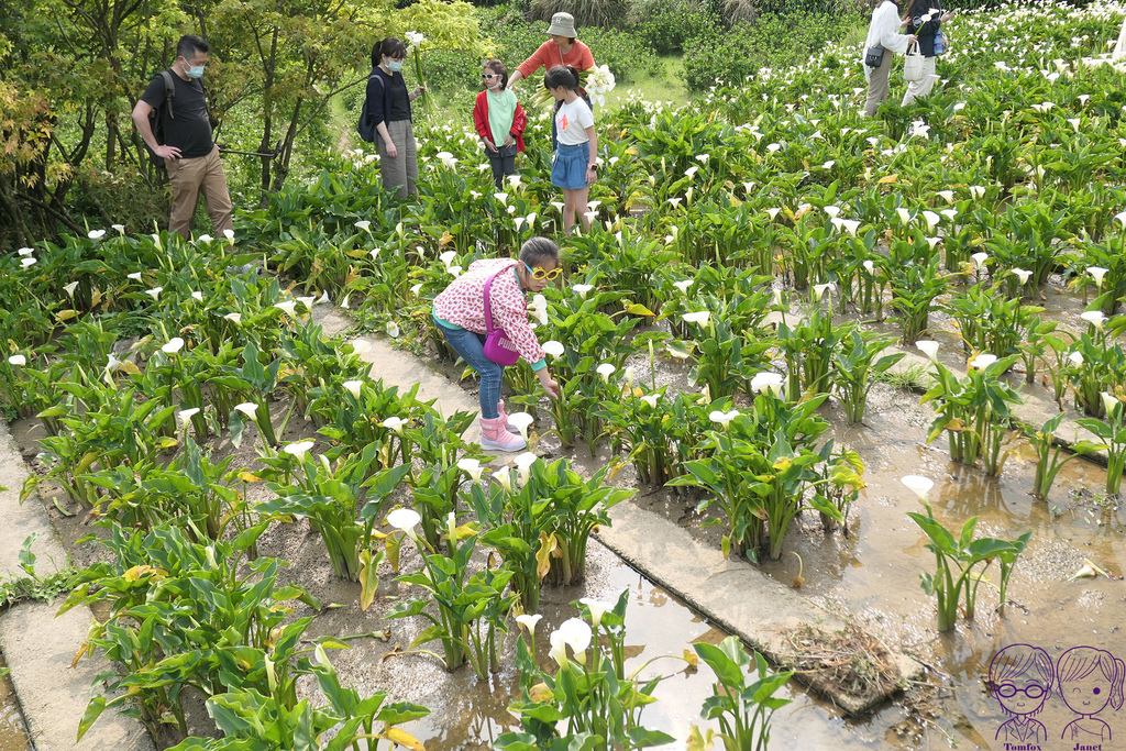 31 小瀑布海芋園 採海芋.jpg