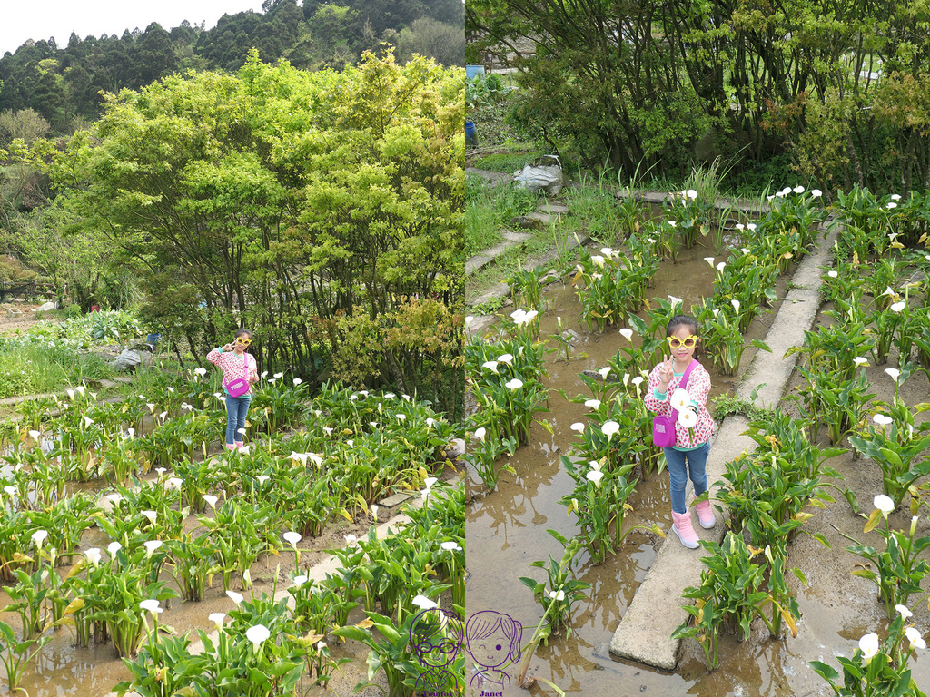 32 小瀑布海芋園 採海芋.jpg