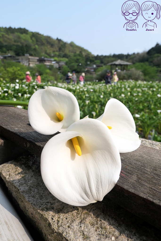 34 小瀑布海芋園 採海芋.jpg