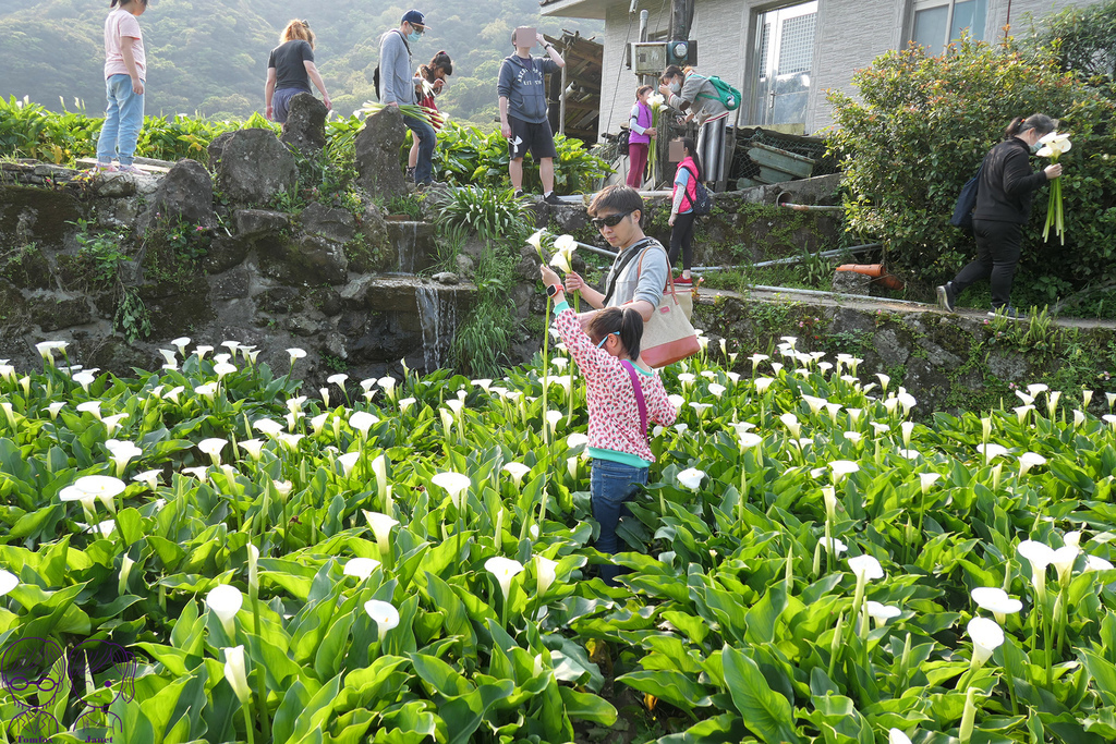 39 小瀑布海芋園 採海芋體驗.jpg