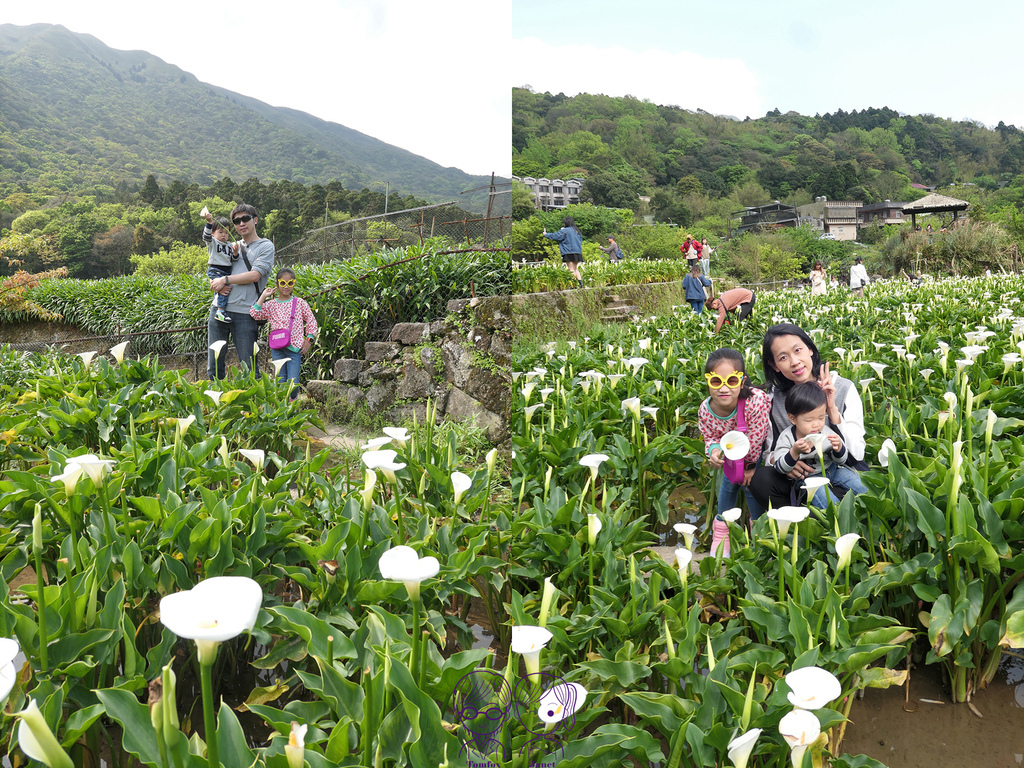 36 小瀑布海芋園 採海芋體驗.jpg