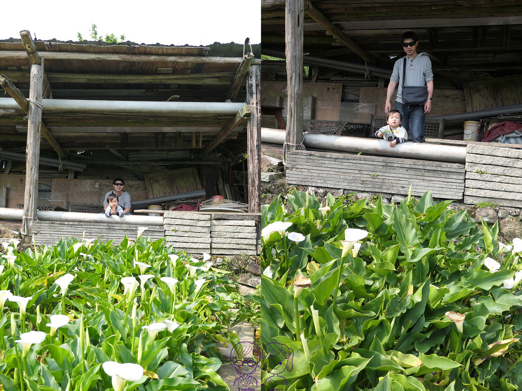 49 小瀑布海芋園 採海芋體驗.jpg