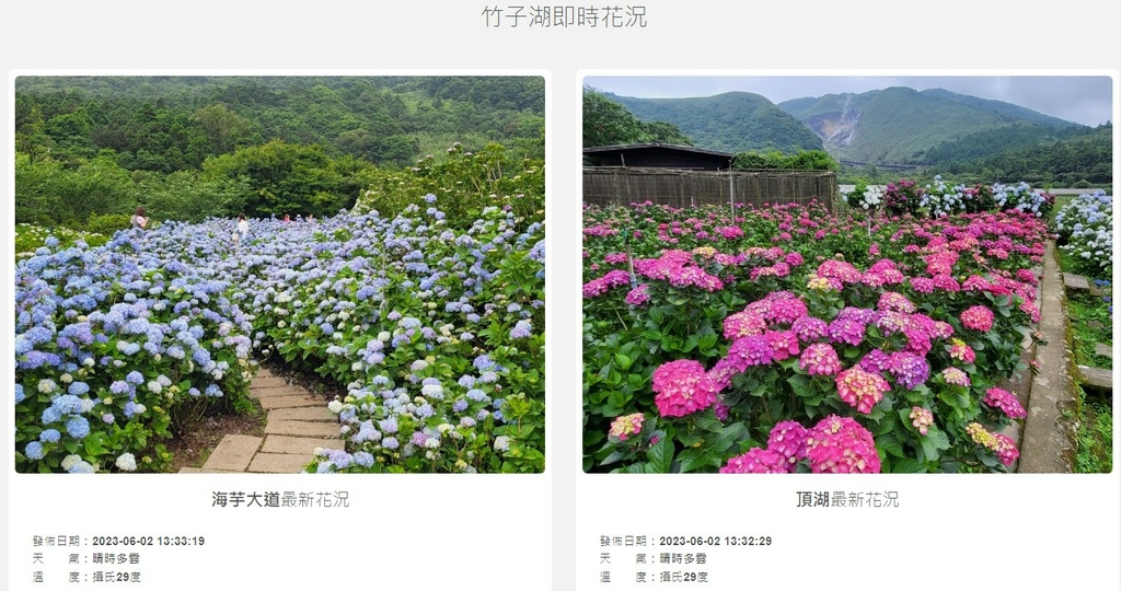 52 竹子湖繡球花.jpg