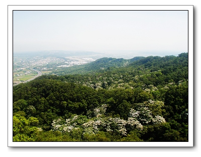 雙峰山桐花04.jpg