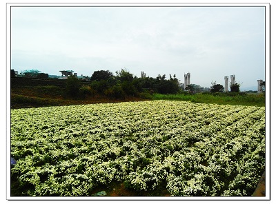 九湖菊祥如芋07.jpg