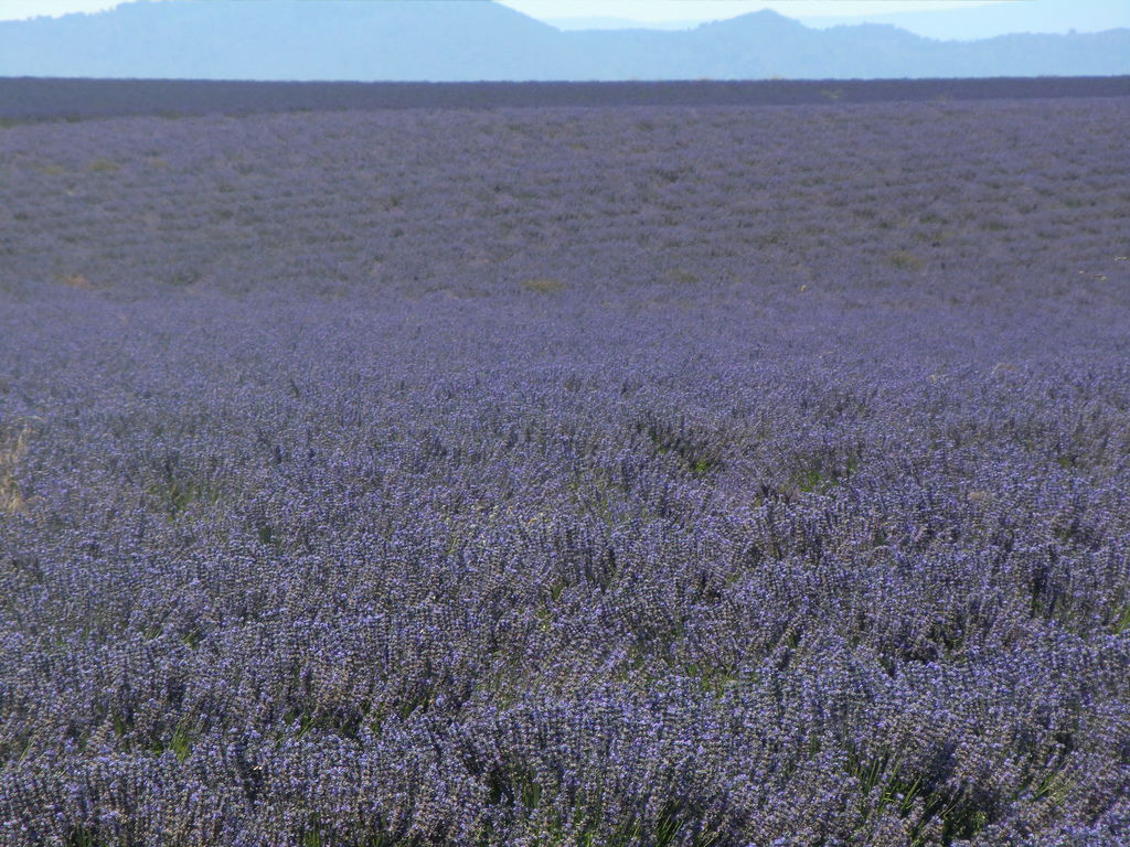 Valensole 薰衣草田