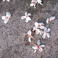 石桌上掉落的油桐花