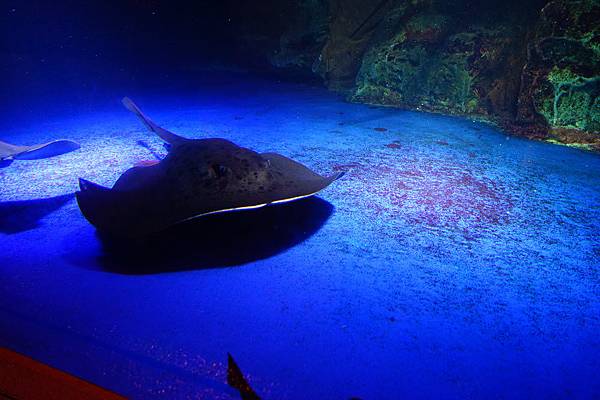 013 小樽水族館 - 126.jpg