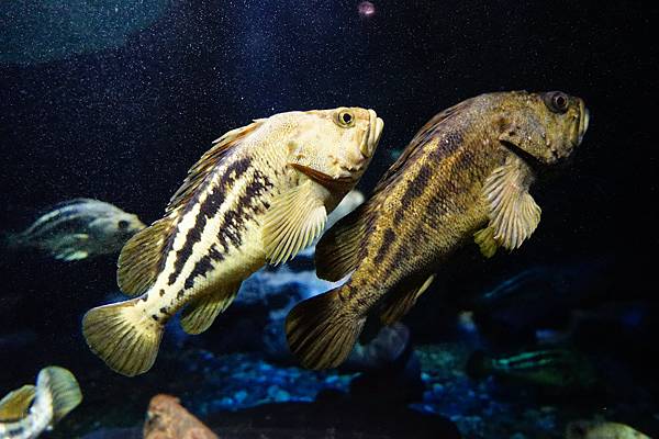 013 小樽水族館 - 136.jpg