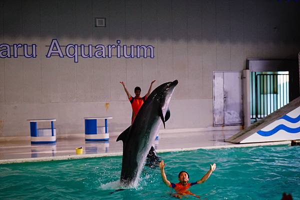 014 小樽水族館海豚表演 - 158.jpg