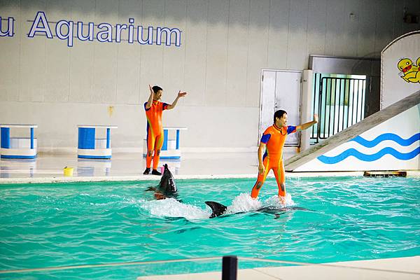 014 小樽水族館海豚表演 - 164.jpg