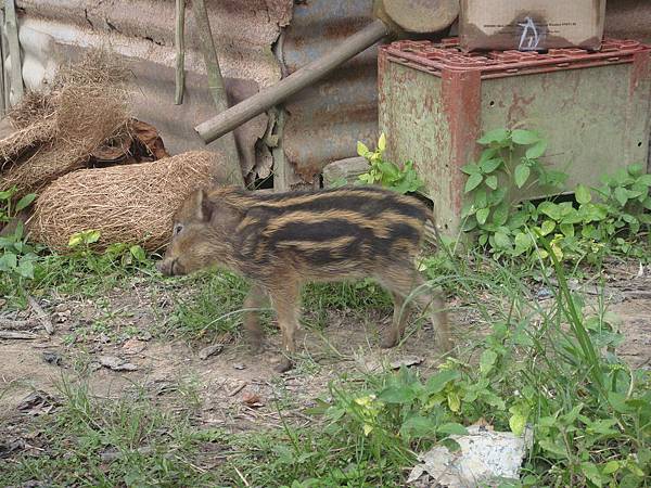 小山猪