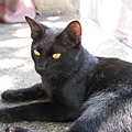 臥佛寺的黑貓