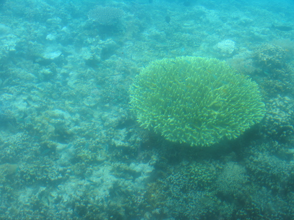 干貝城的覃珊瑚