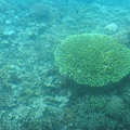 干貝城的覃珊瑚