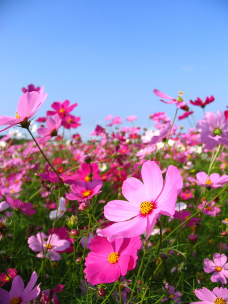 大波斯菊花海