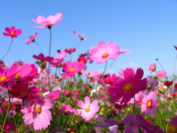 大波斯菊花海