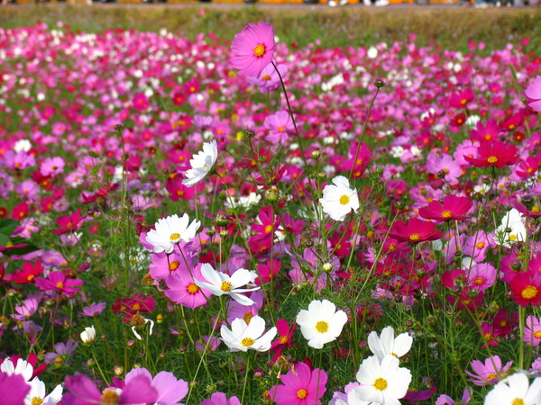 大波斯菊花海