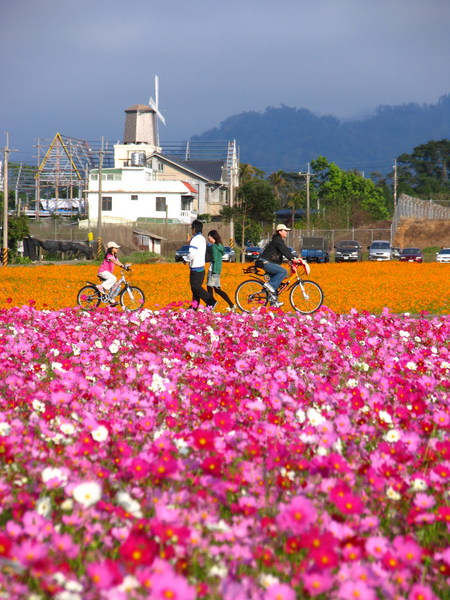 花海層疊