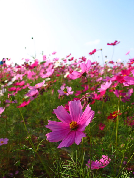 大波斯菊花海