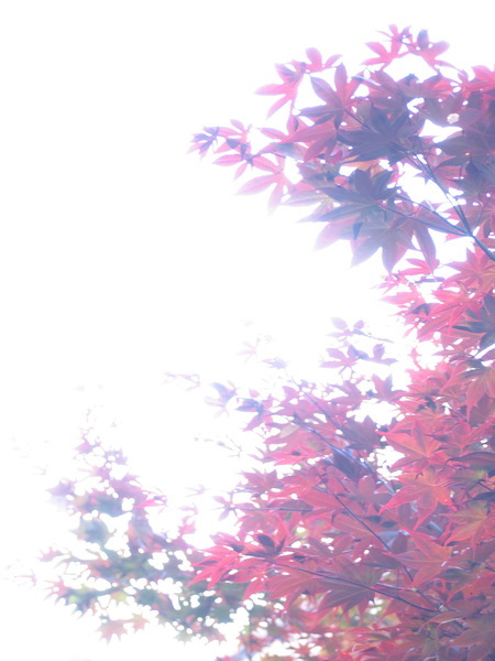 過曝的紅色槭樹