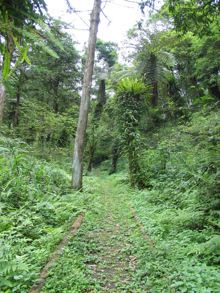 步道隱沒在小草中