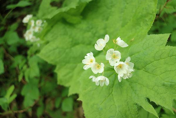 IMG_1239.JPG IMG_1239.JPG