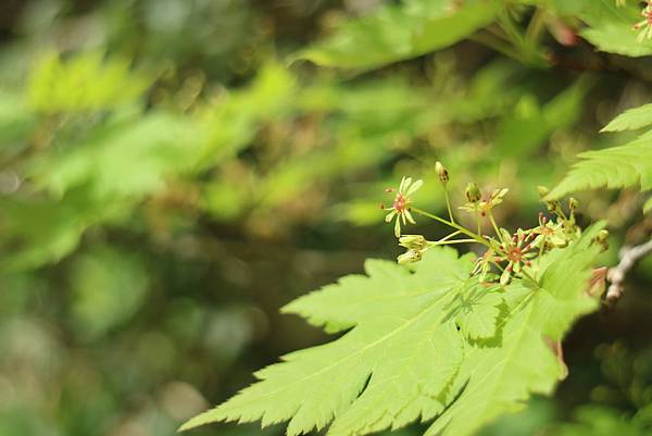 IMG_1255.JPG IMG_1255.JPG