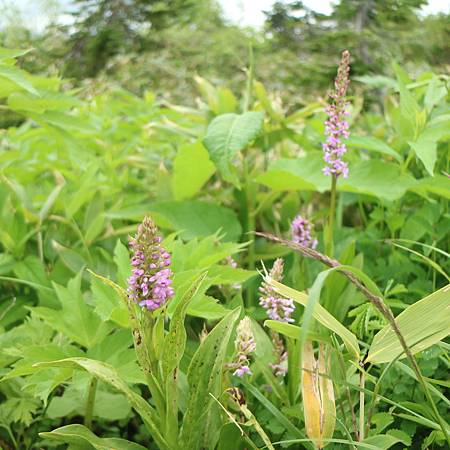 IMG_1263.JPG IMG_1263.JPG