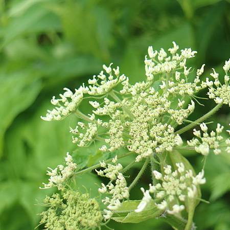 IMG_1297.JPG IMG_1297.JPG