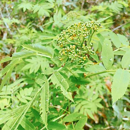 IMG_3378.JPG IMG_3378.JPG