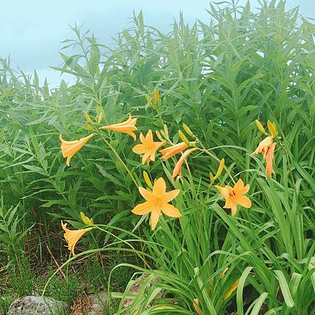 IMG_6477.JPG IMG_6477.JPG