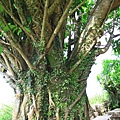 IMG_6446.jpg