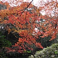 IMG_5007.JPG