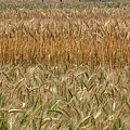IMG_8446.JPG