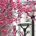 IMG_7773.JPG
