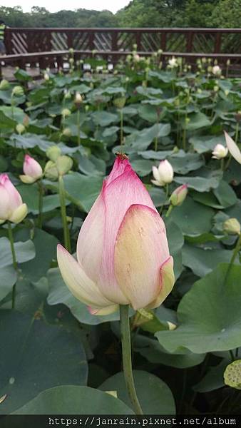 46BA0DBB-F842-4576-9CE6-CB7B9F1FEA8C.jpeg 46BA0DBB-F842-4576-9CE6-CB7B9F1FEA8C.jpeg