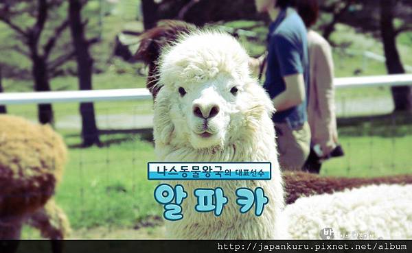 2012.7 Nasu Animal Kingdom Alpaca.jpg