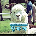 2012.7 Nasu Animal Kingdom Alpaca.jpg