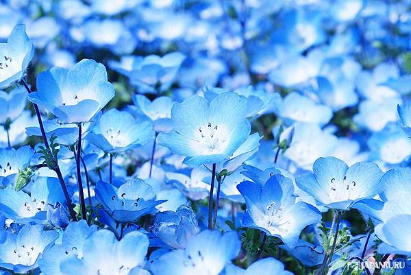 茨城旅遊 日本四月五月浪漫藍色粉蝶花海和徐徐海風一起徜徉在夢幻仙境之中茨城縣國營常陸海濱公園 粉蝶花篇 Japankuru日本酷樂
